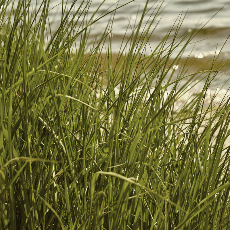 Seagrass